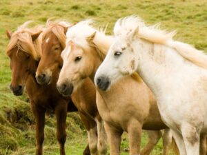 Isländska hästar – En unik ras med spännande historia
